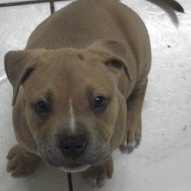 Witherspoons Prada Pit Bull Front.jpg